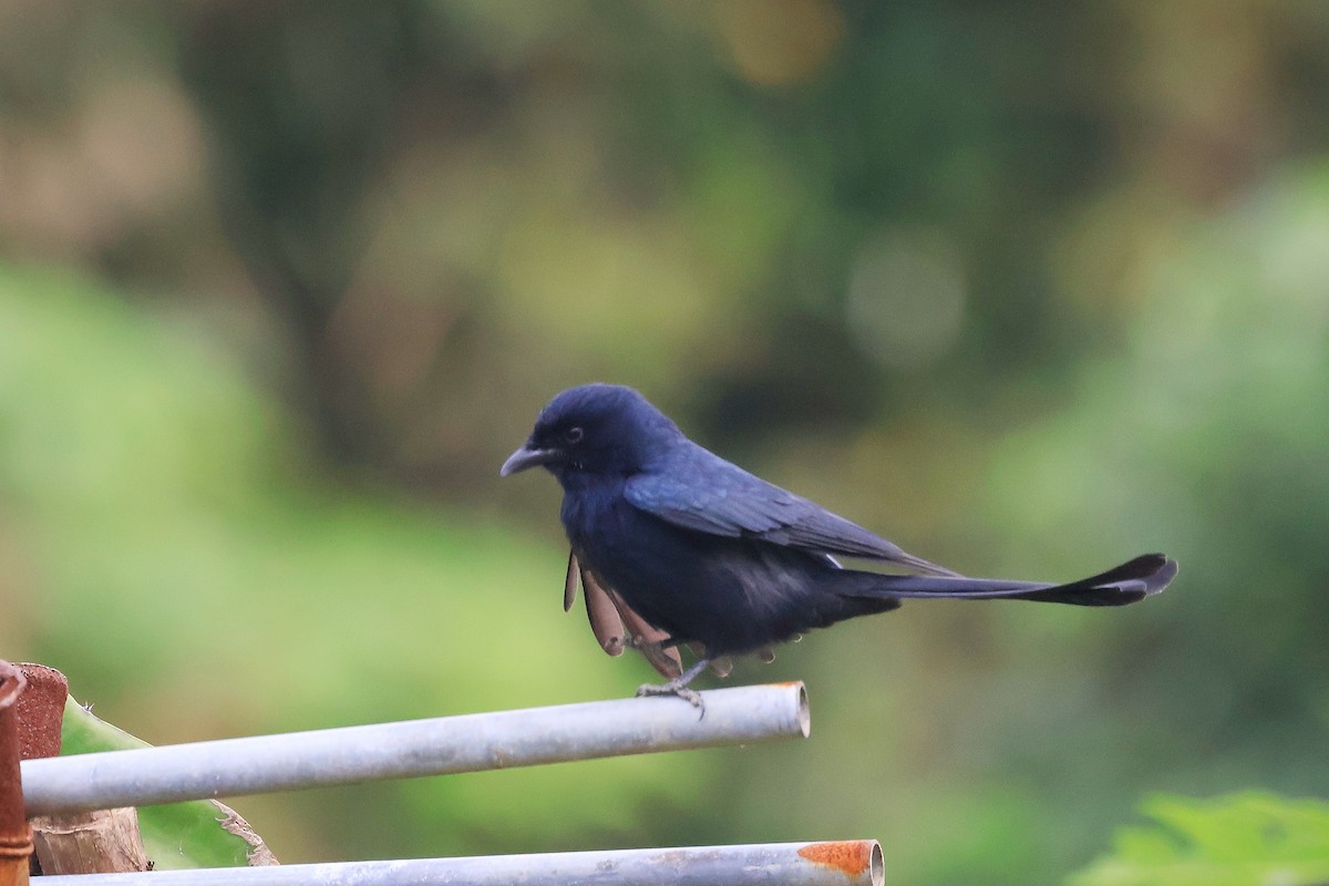 Black Drongo - ML646895386