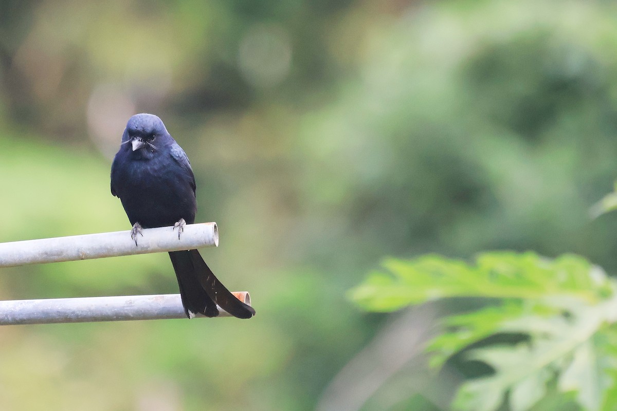 Black Drongo - ML646895387