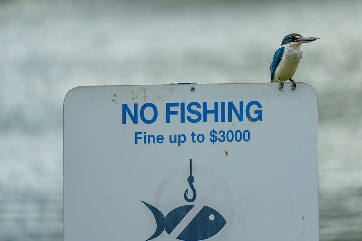 Ak Yakalı Yalıçapkını - ML646895392