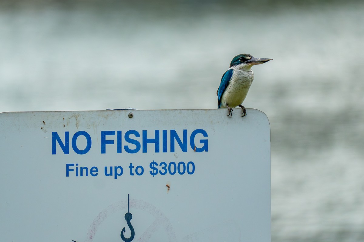 Ak Yakalı Yalıçapkını - ML646895393