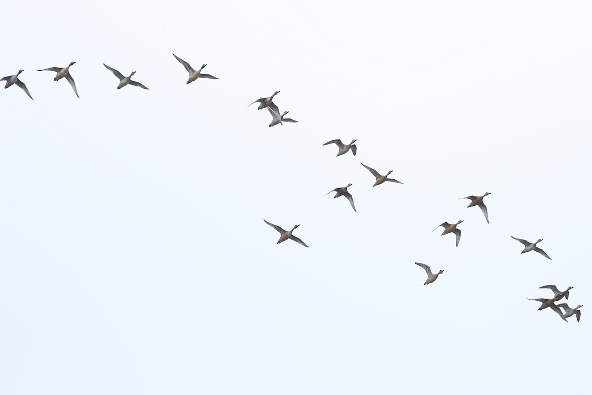 Kılkuyruk - ML646895394