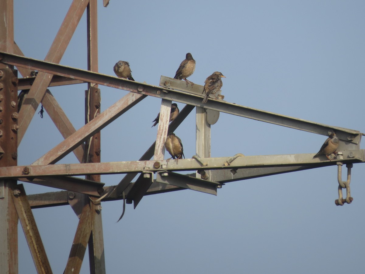 Rosy Starling - ML646895396