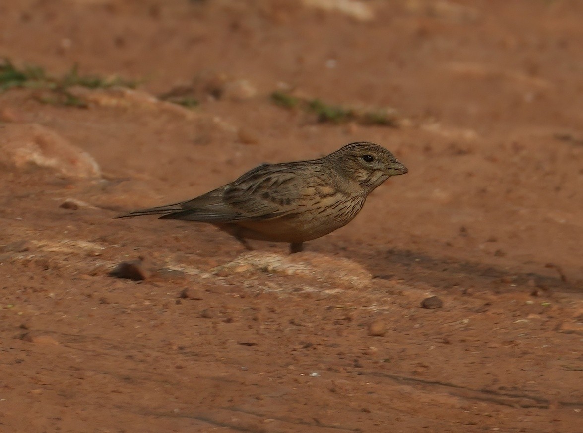 Turkestan Short-toed Lark - ML646895397