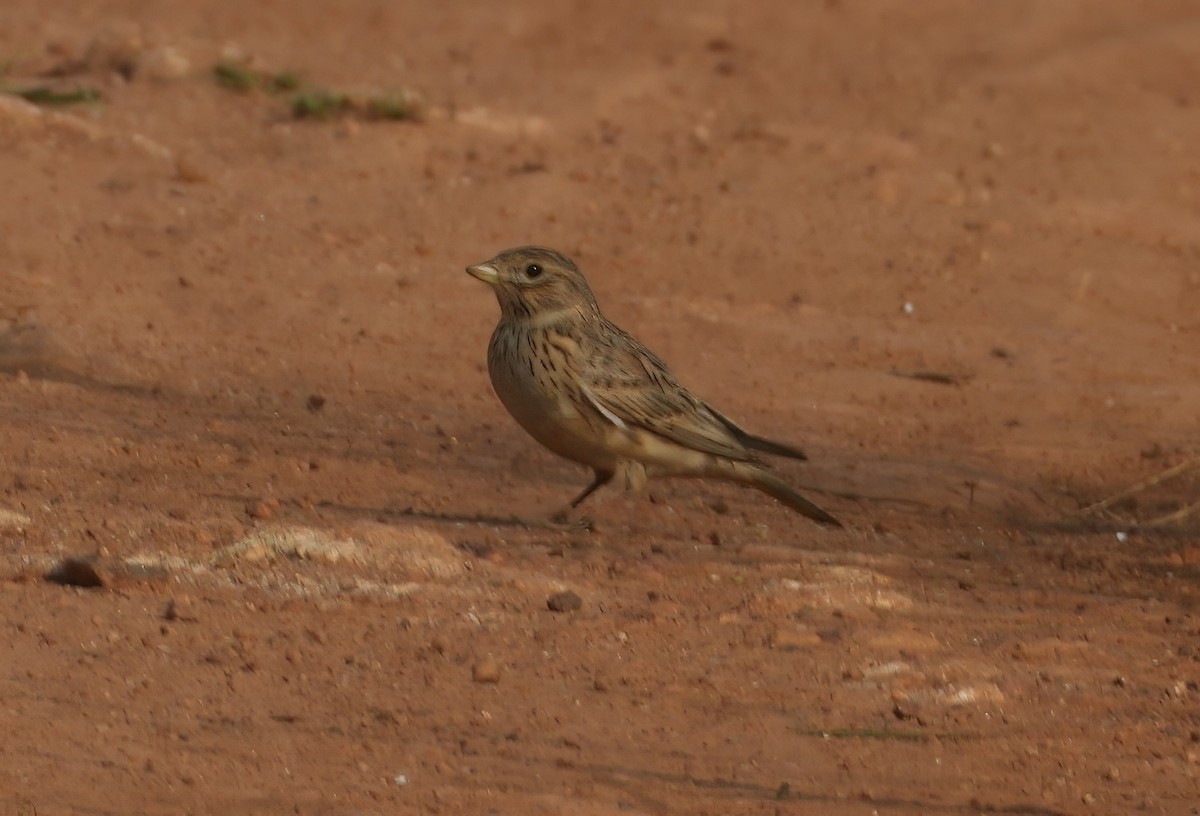 Turkestan Short-toed Lark - ML646895398