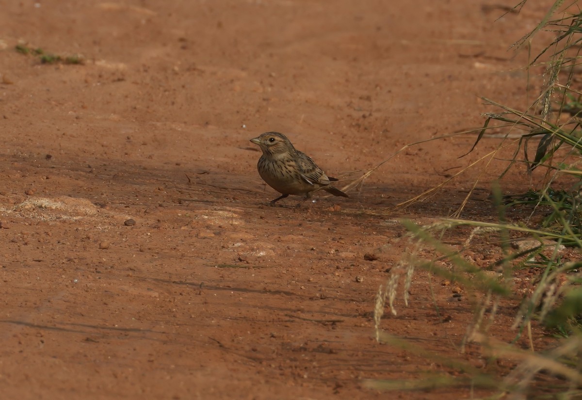Turkestan Short-toed Lark - ML646895399