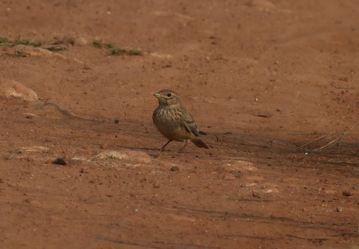 Turkestan Short-toed Lark - ML646895400