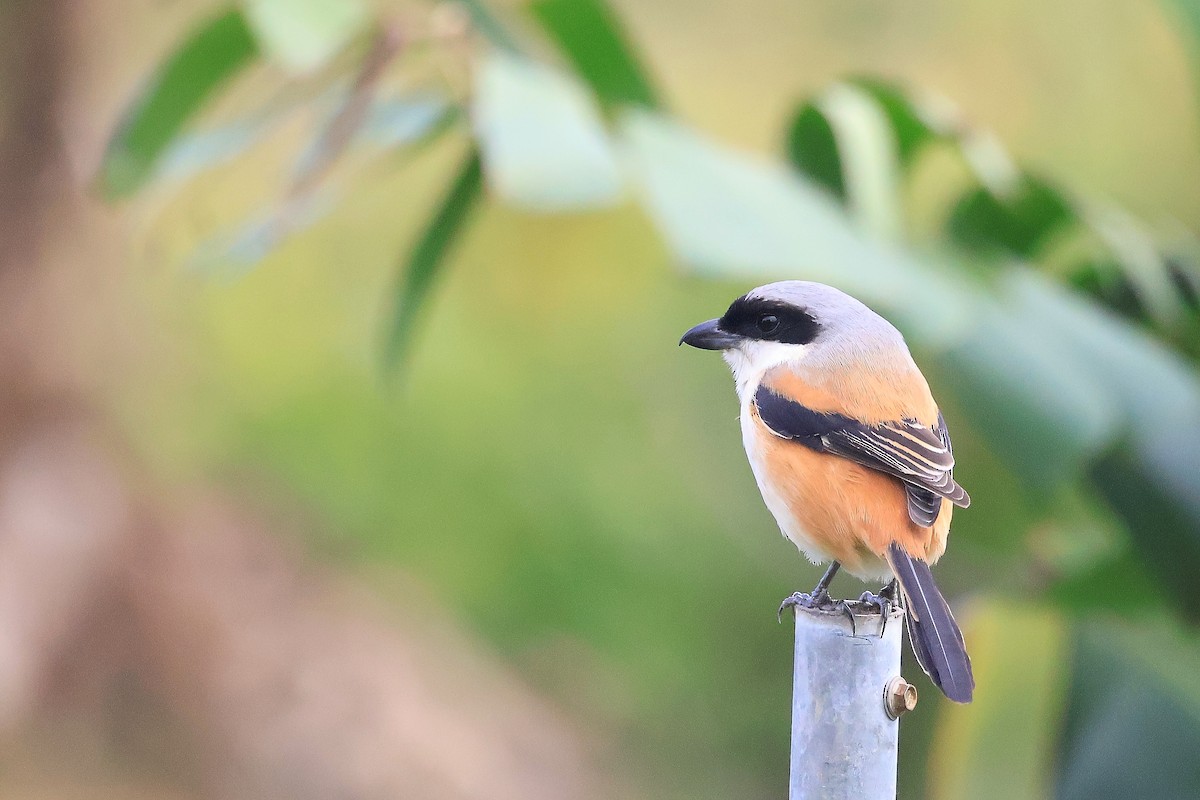 Long-tailed Shrike - ML646895401