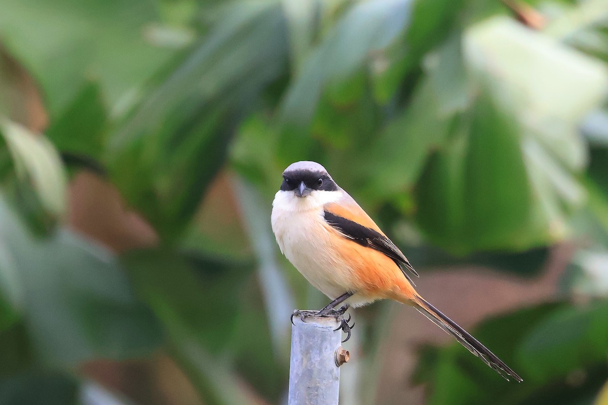 Long-tailed Shrike - ML646895402