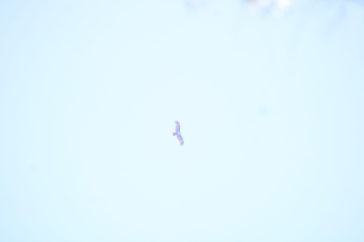 Brahman Çaylağı - ML646895403