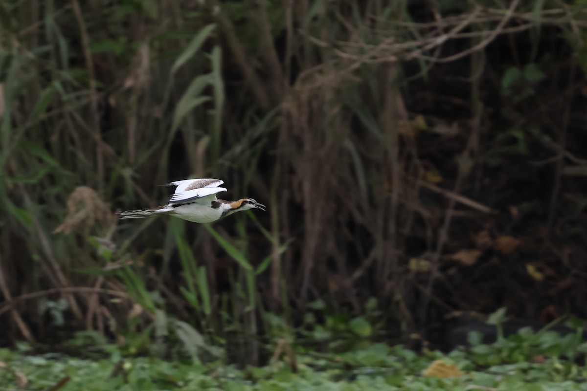 Sülün Kuyruklu Jakana - ML646895405