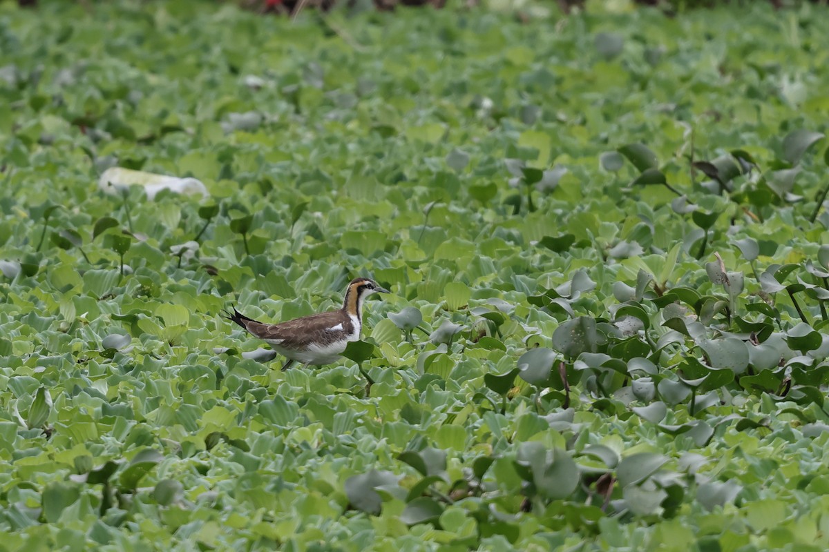 Sülün Kuyruklu Jakana - ML646895406