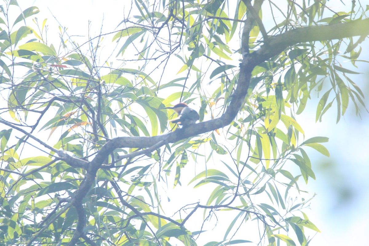 Al Başlı Arıkuşu - ML646895409