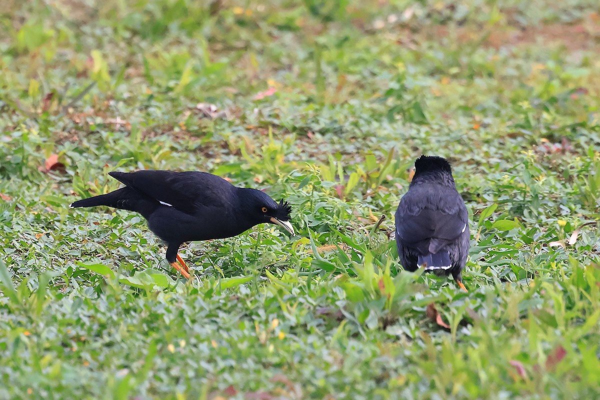 Crested Myna - ML646895412