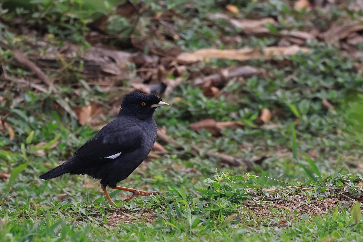 Crested Myna - ML646895413
