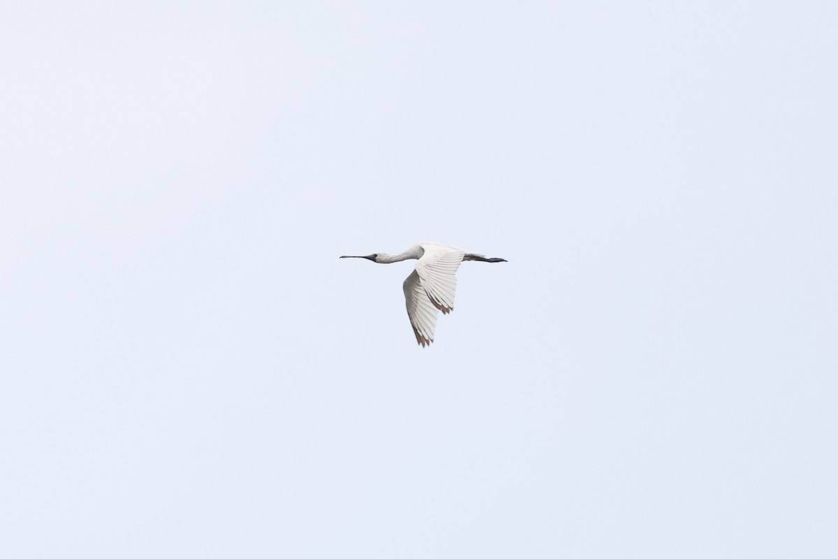 Küçük Kaşıkçı - ML646895421