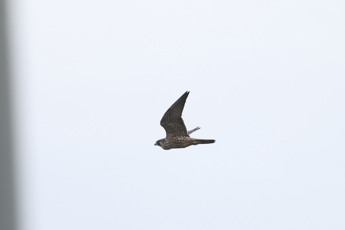 Gökdoğan - ML646895437