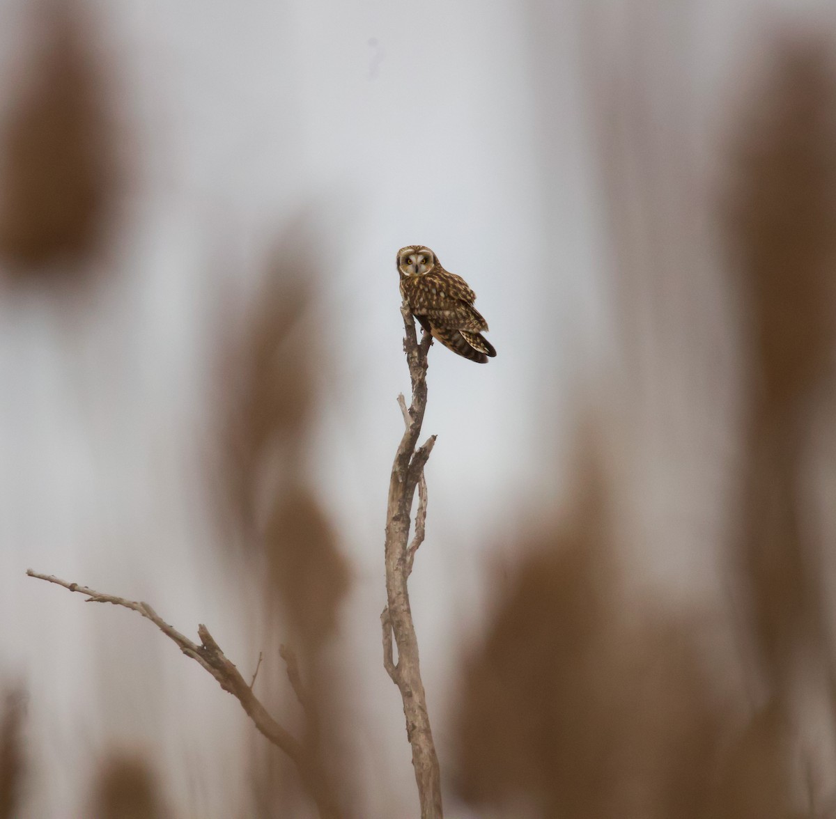 Short-eared Owl - ML646895440