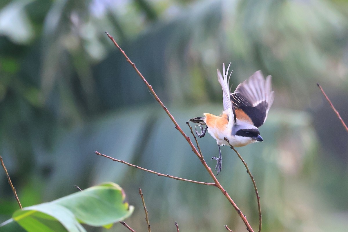 Long-tailed Shrike - ML646895449