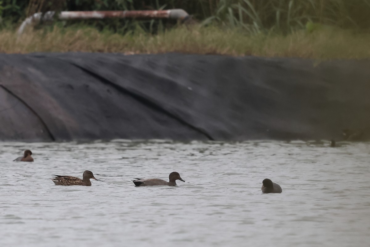 Boz Ördek - ML646895452