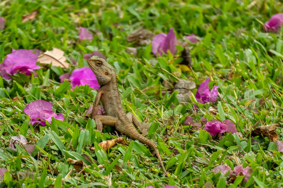 Oriental Garden Lizard - ML646895454