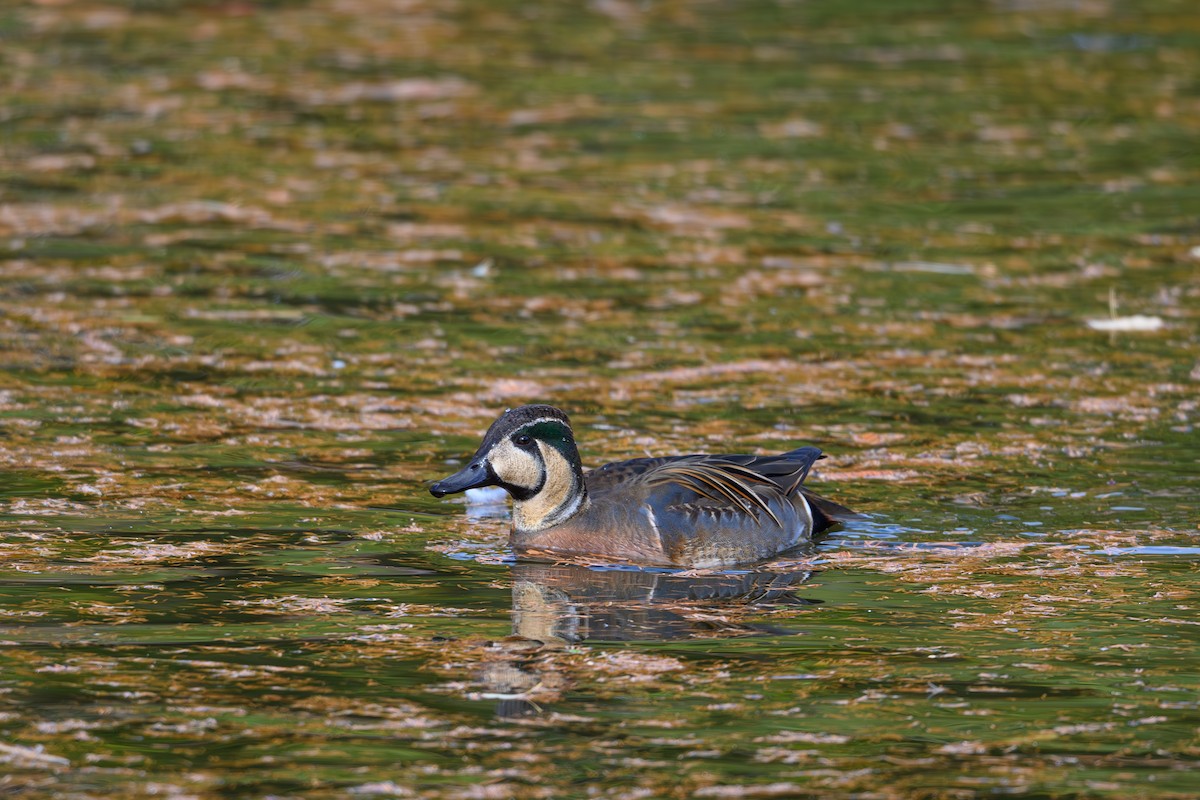 Baikal Teal - ML646895464