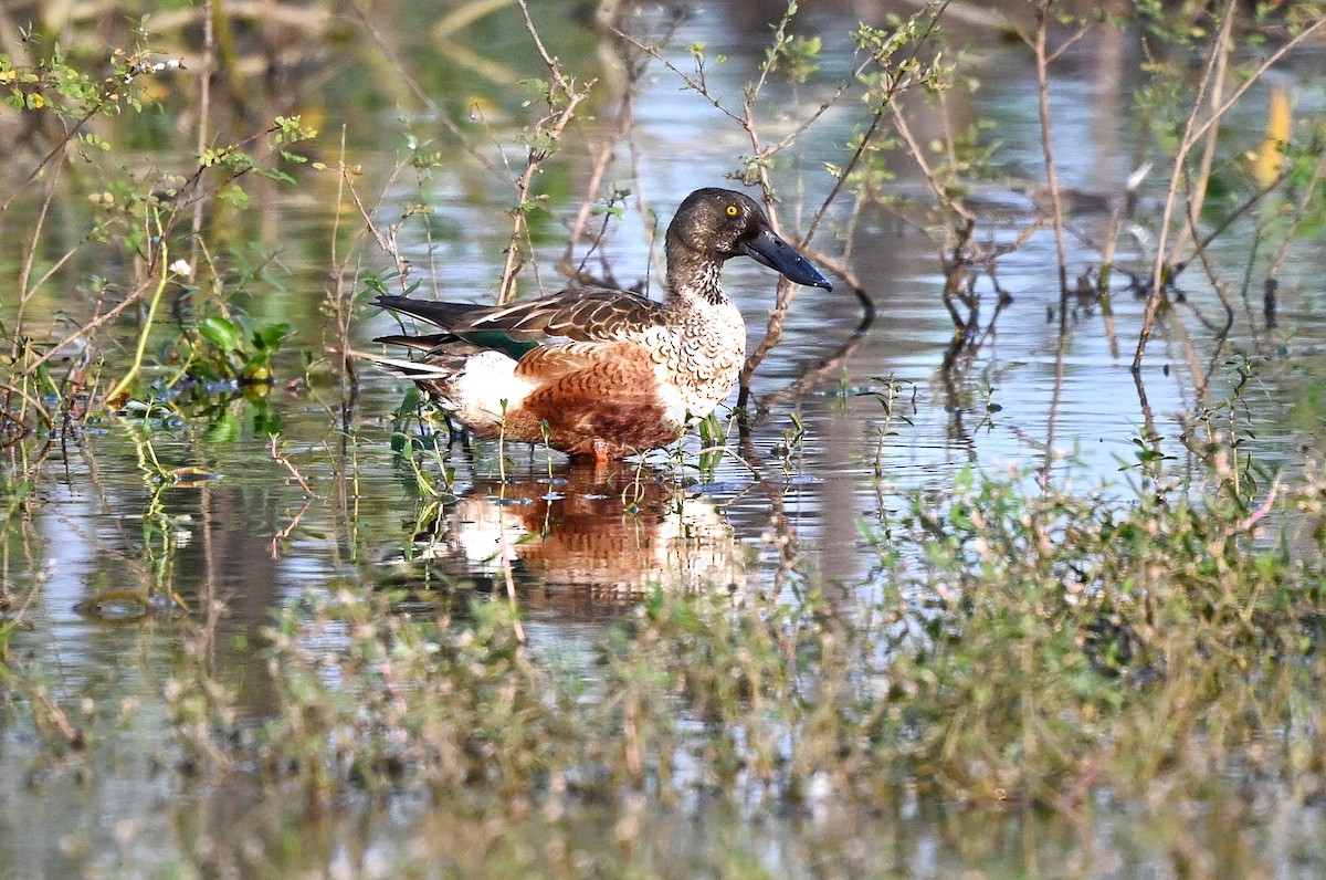 Northern Shoveler - ML646895466