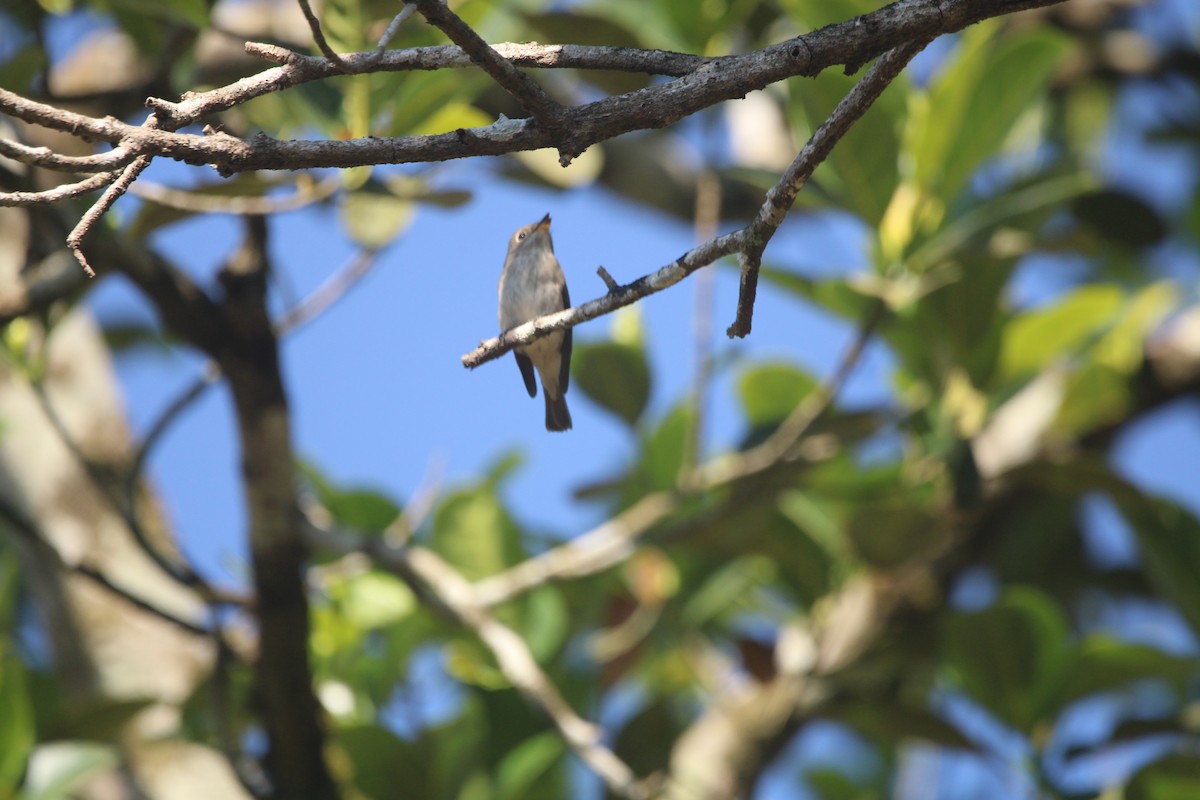 Kahverengi Sinekkapan - ML646895472