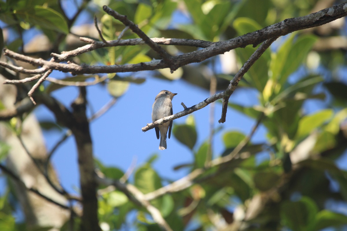 Kahverengi Sinekkapan - ML646895473