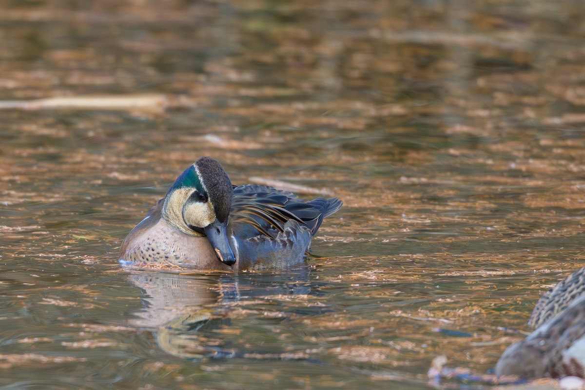 Baikal Teal - ML646895475
