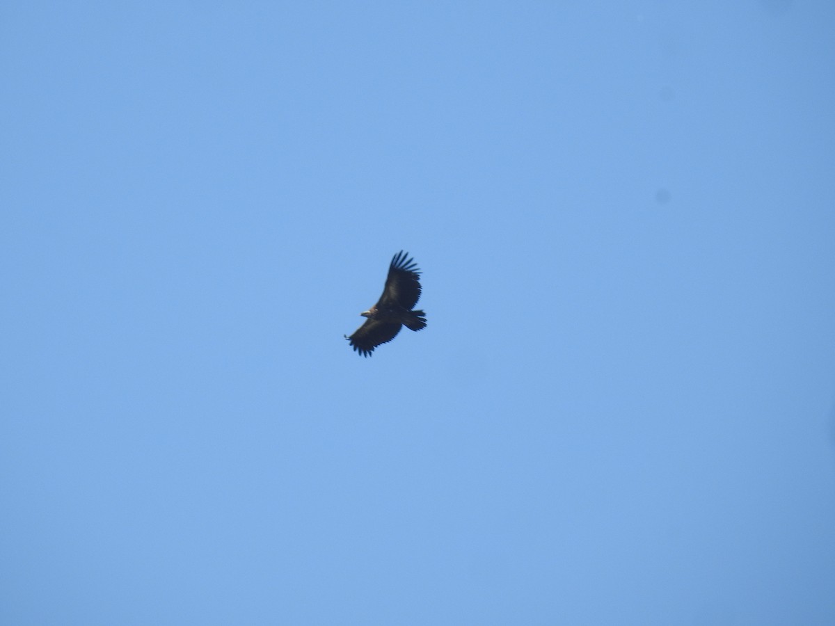 Vautour de l'Himalaya - ML646895477