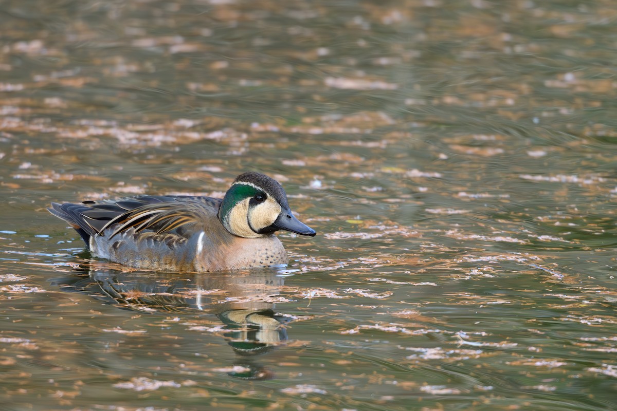 Baikal Teal - ML646895478