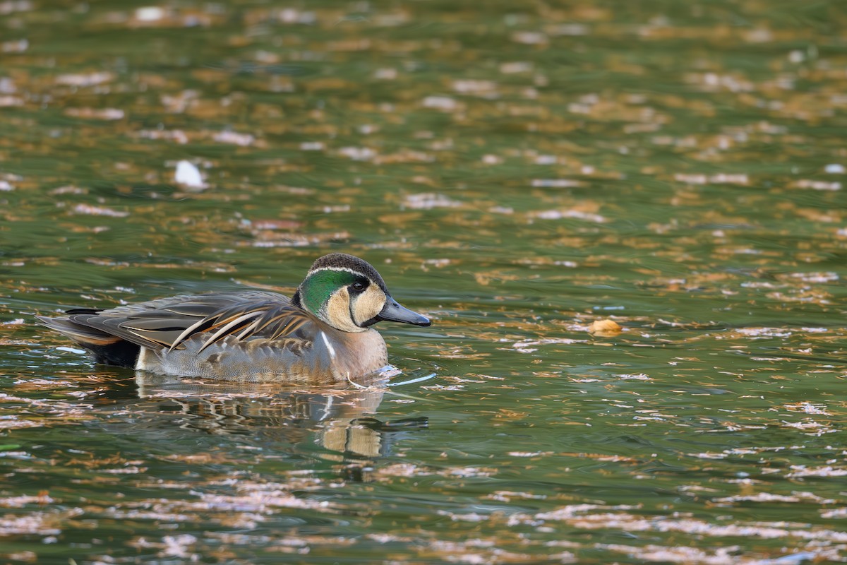 Baikal Teal - ML646895479