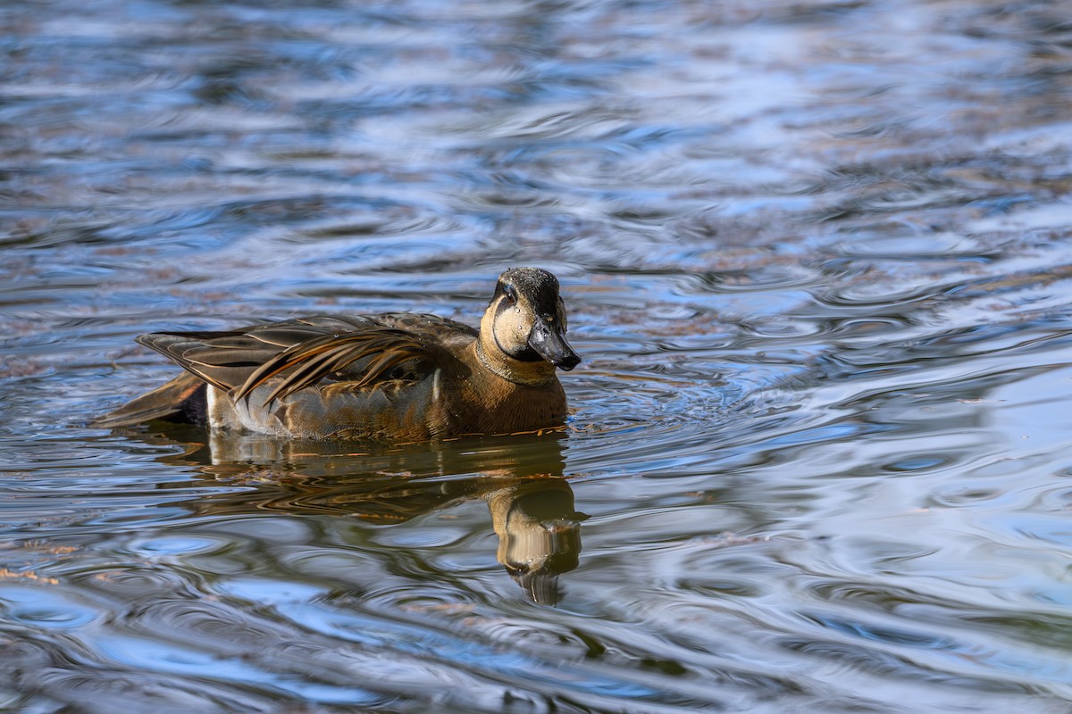 Baikal Teal - ML646895480