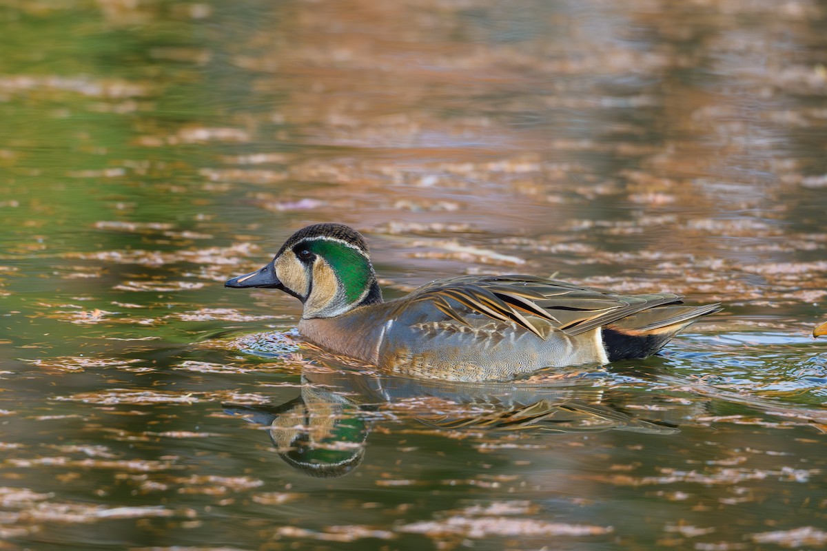 Baikal Teal - ML646895481