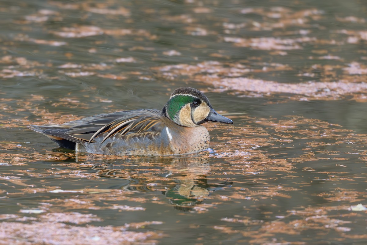 Baikal Teal - ML646895482