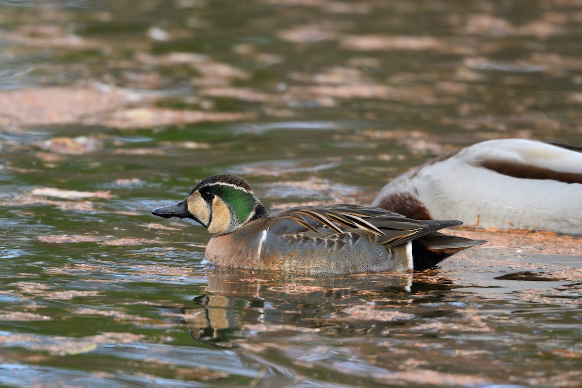 Baikal Teal - ML646895483