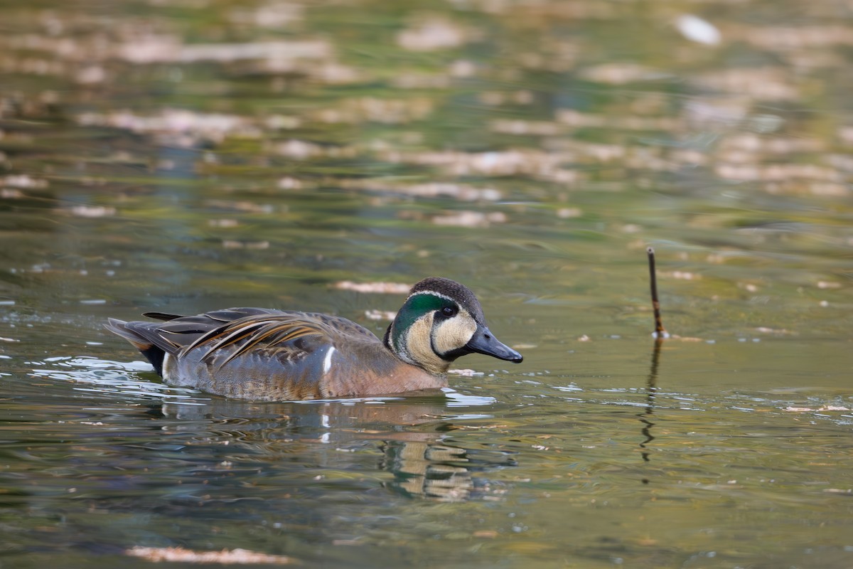 Baikal Teal - ML646895484