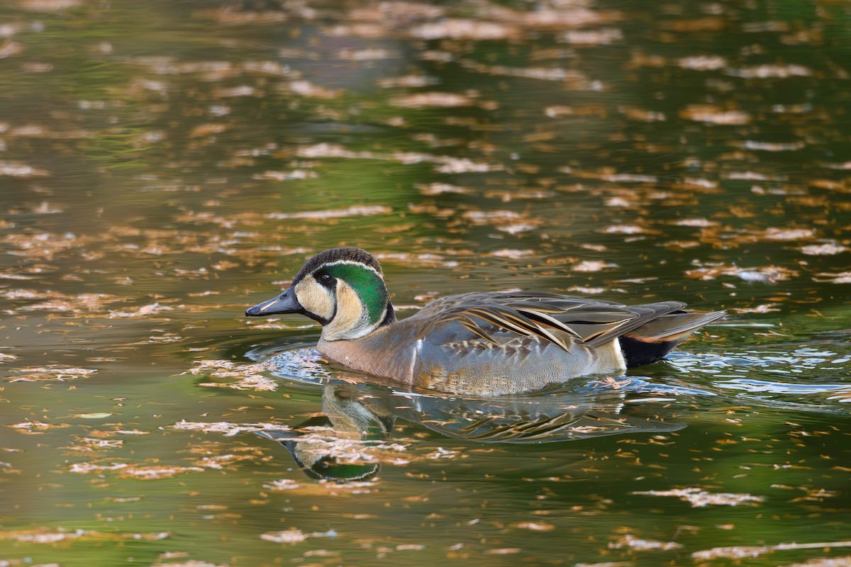 Baikal Teal - ML646895485