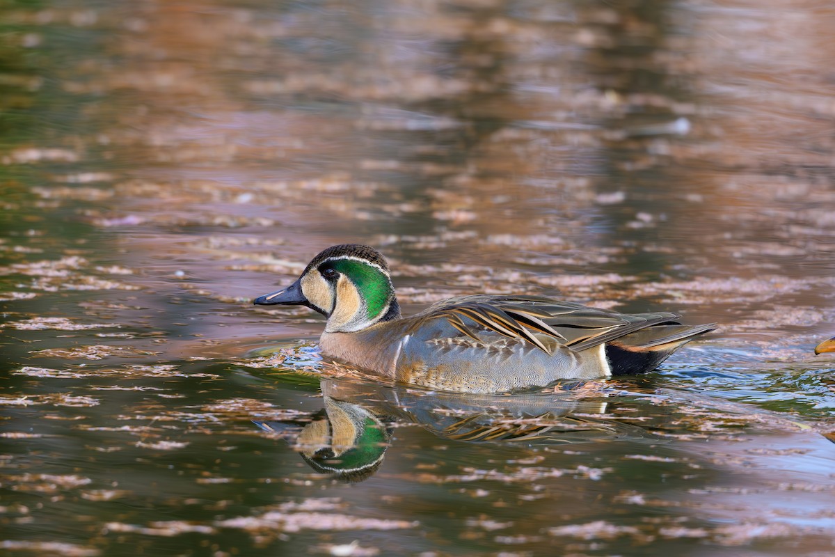 Baikal Teal - ML646895486