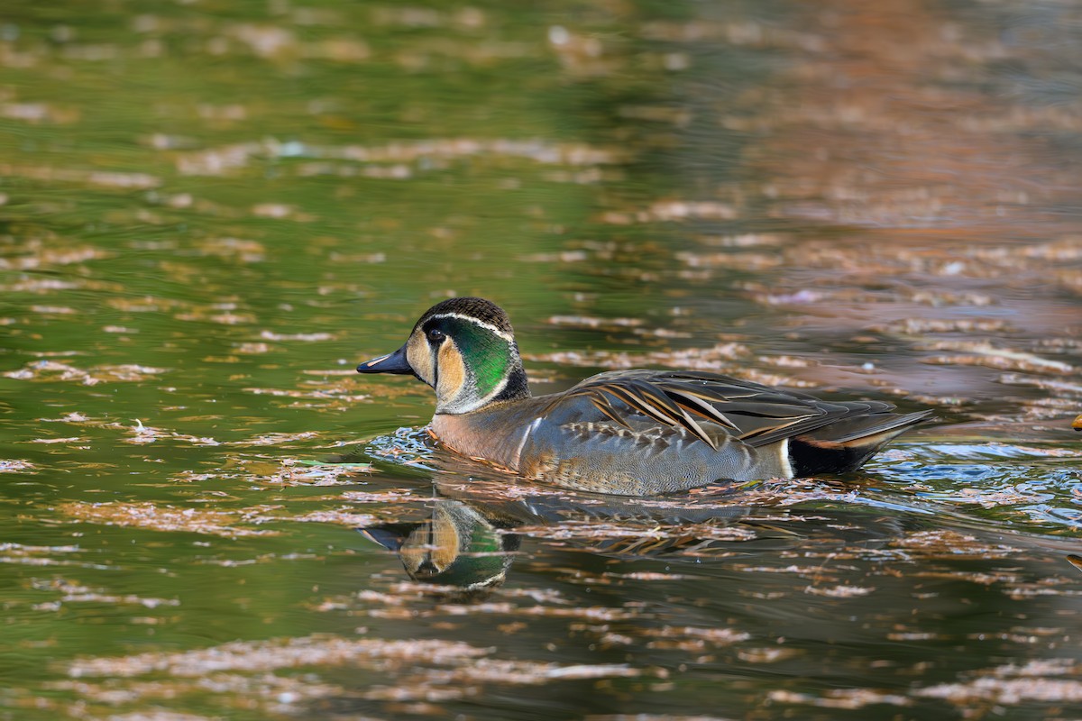 Baikal Teal - ML646895487