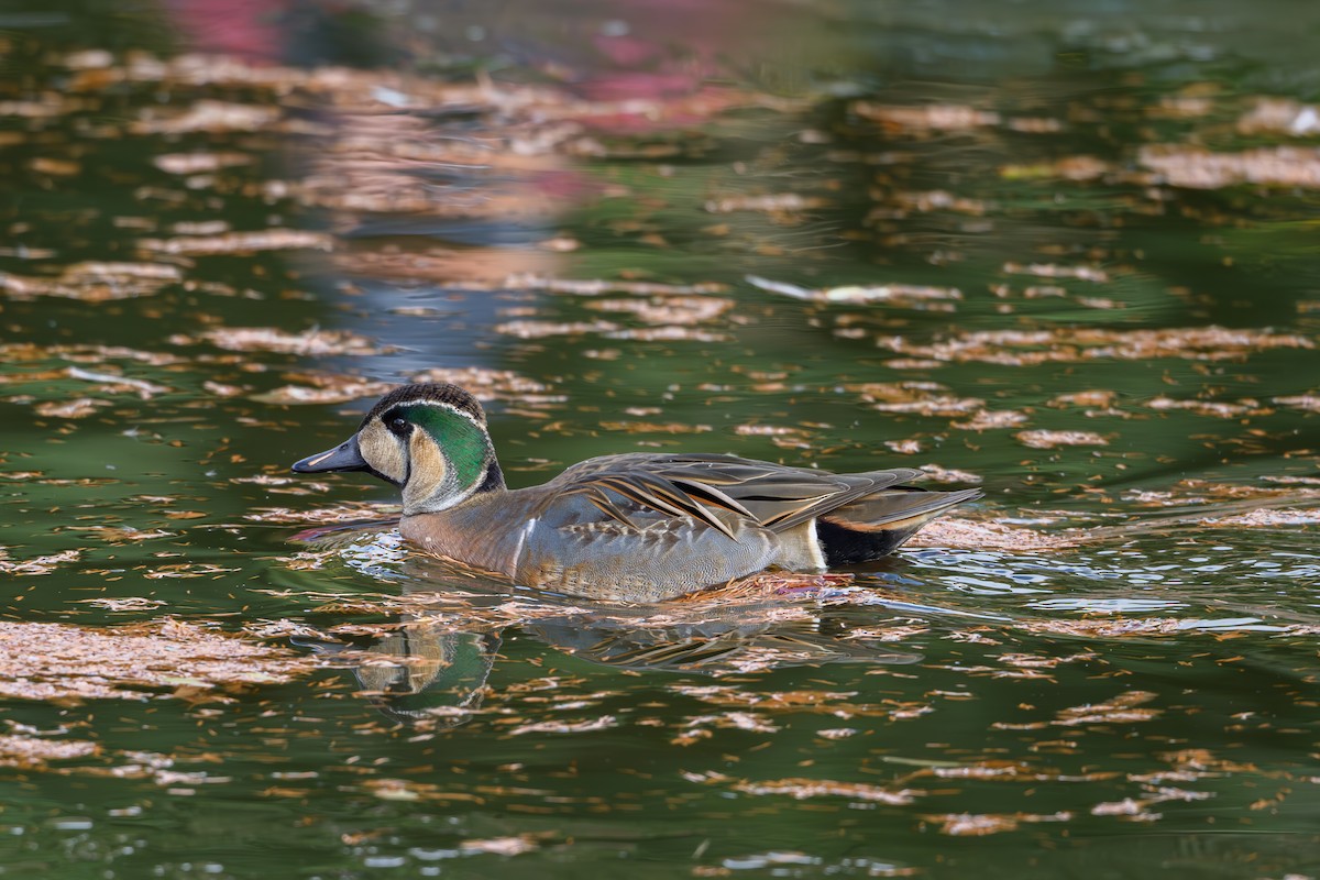 Baikal Teal - ML646895488