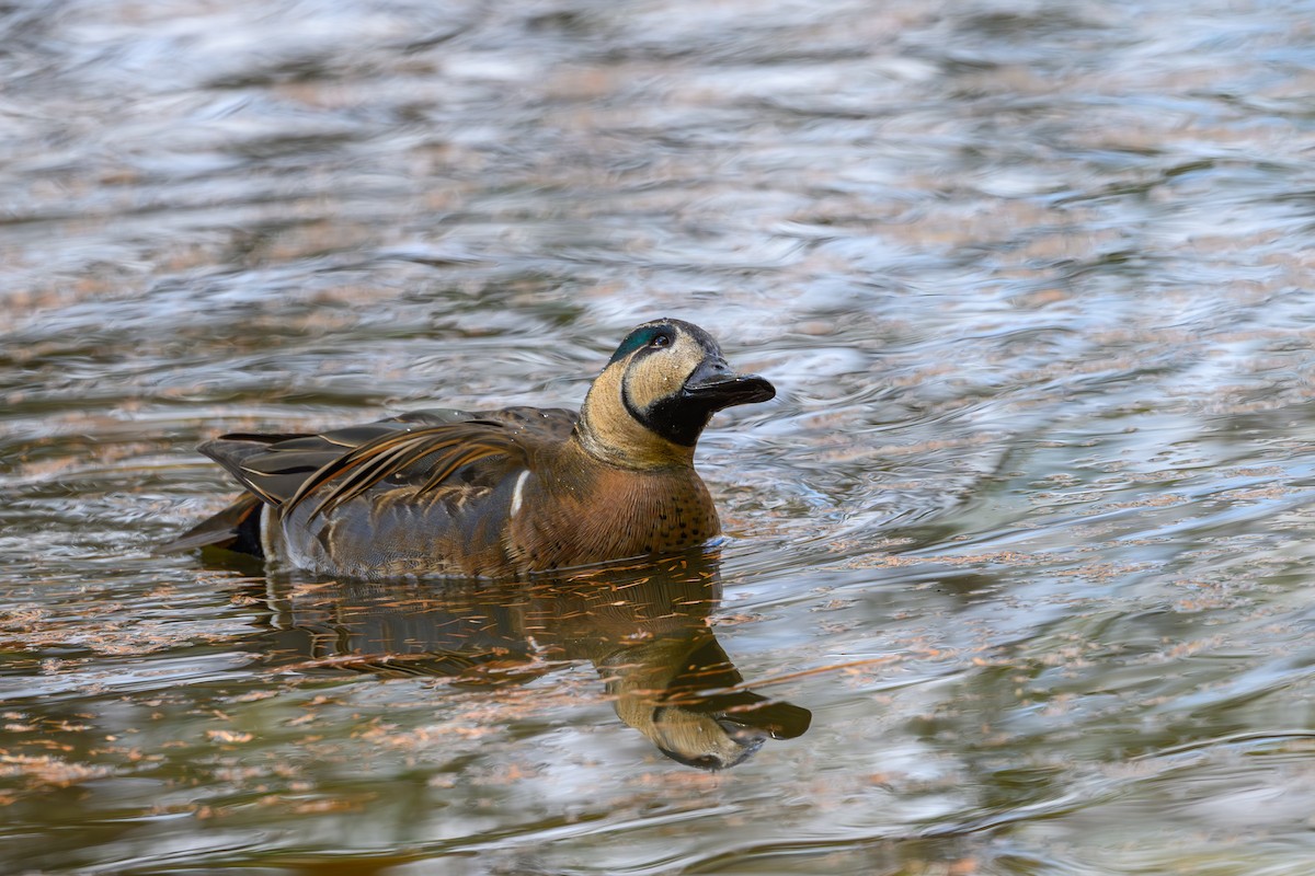 Baikal Teal - ML646895489
