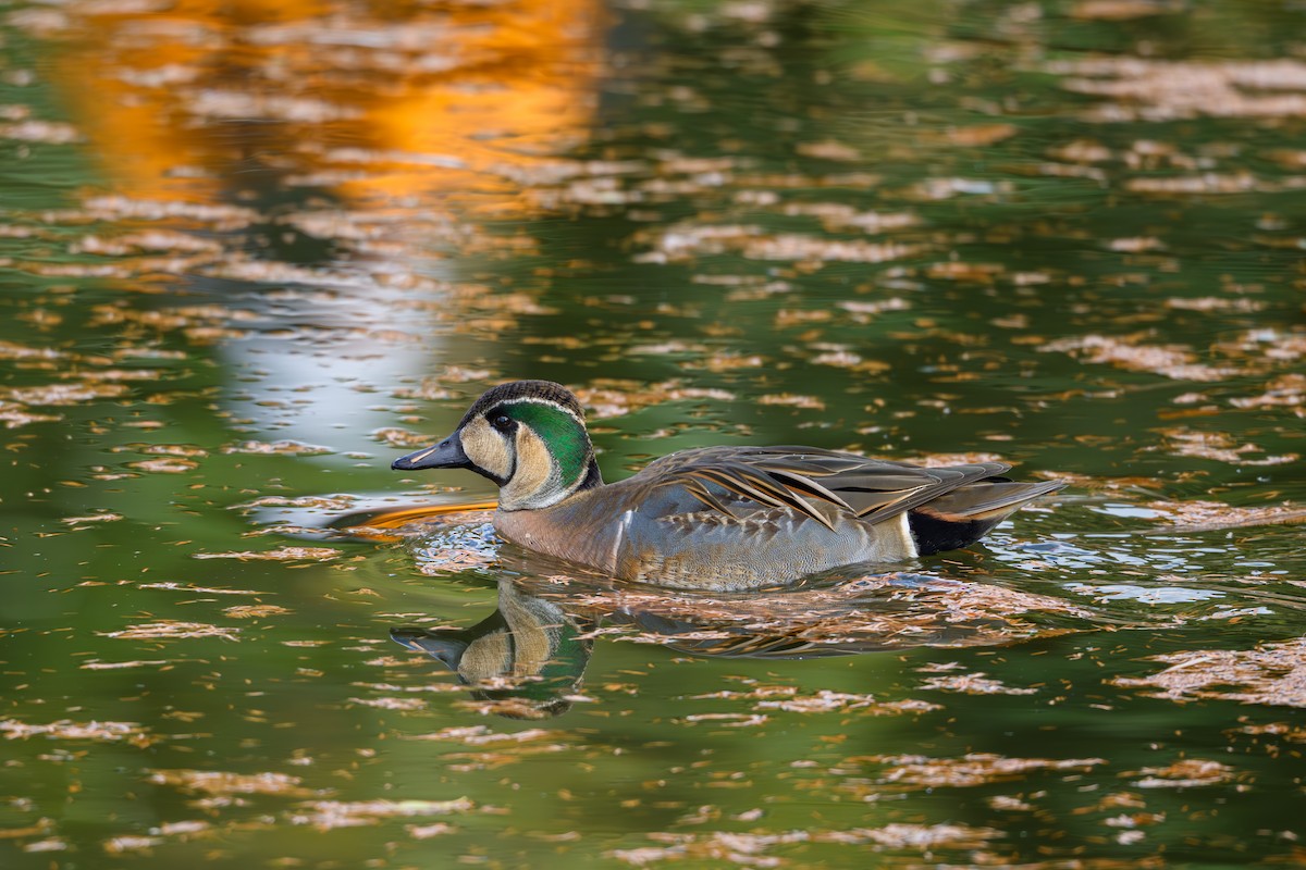 Baikal Teal - ML646895490
