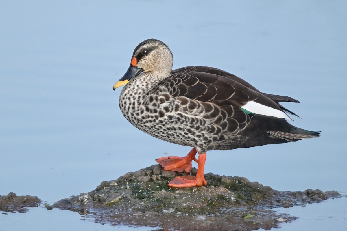 Indian Spot-billed Duck - ML646895492