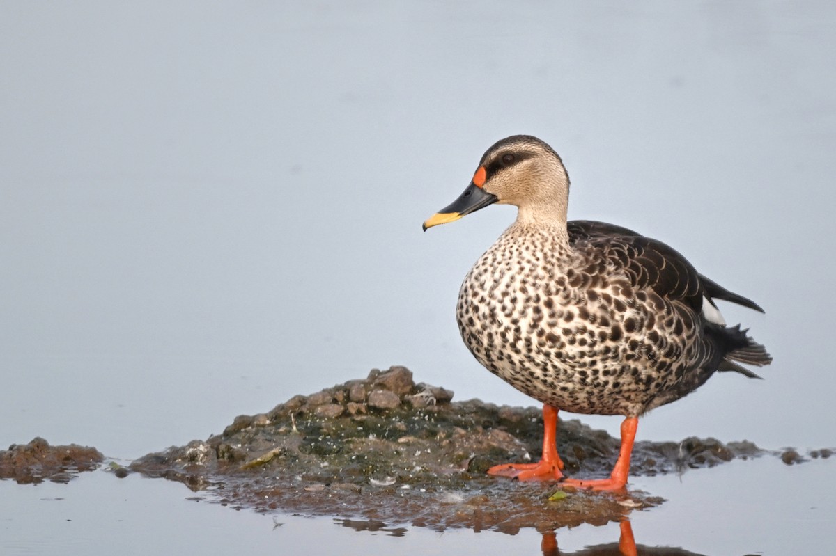Indian Spot-billed Duck - ML646895493