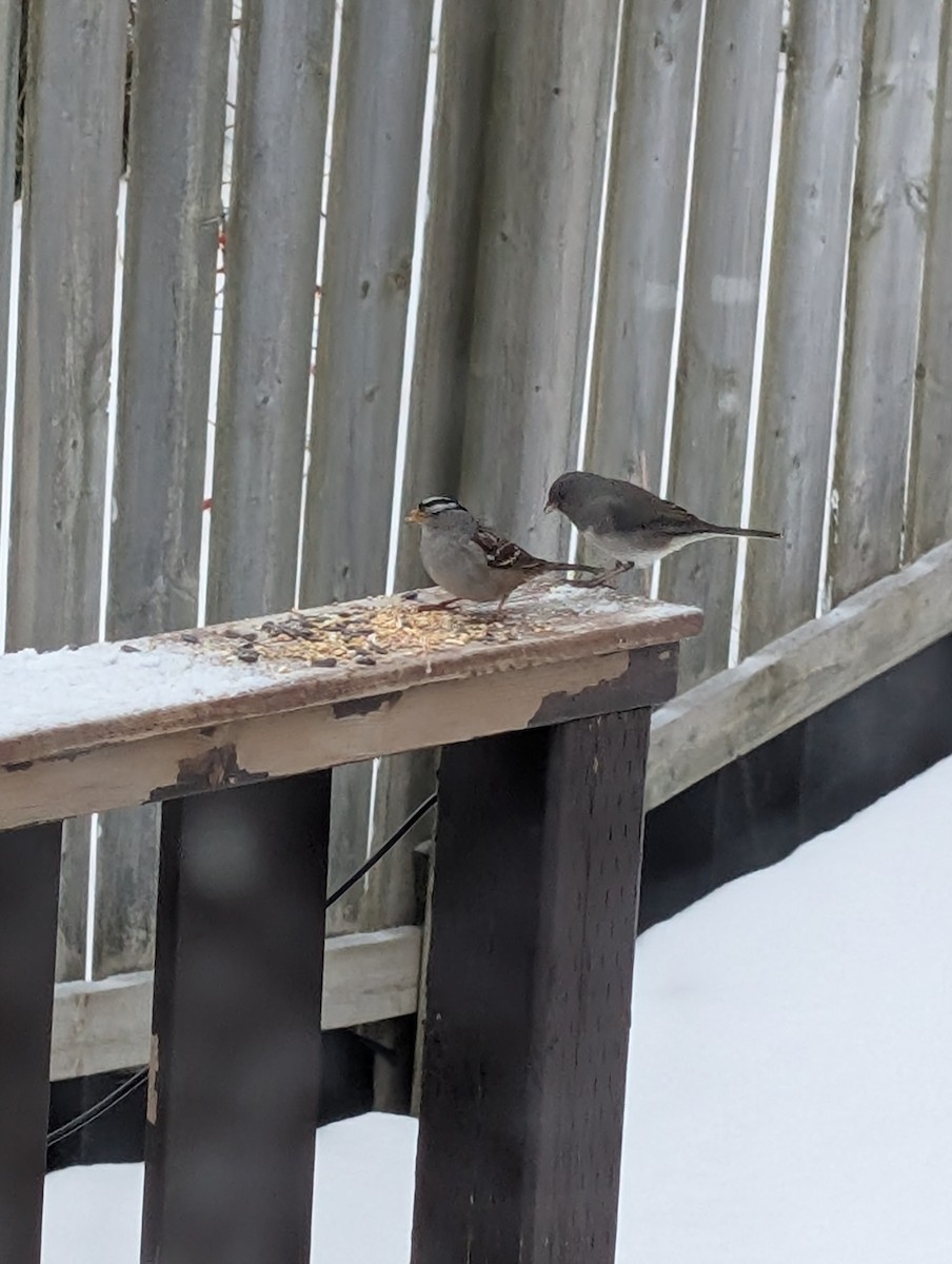 White-crowned Sparrow - ML646895494