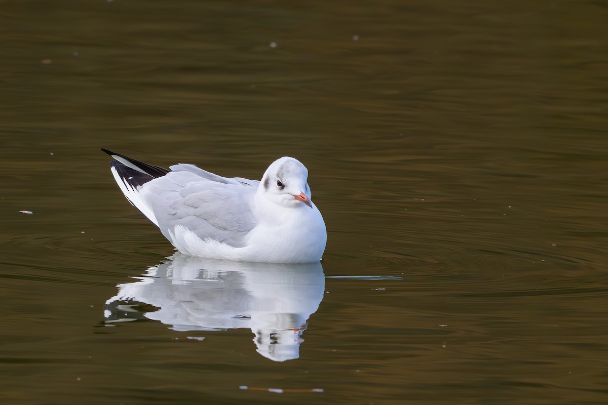 Black-headed Gull - ML646895495