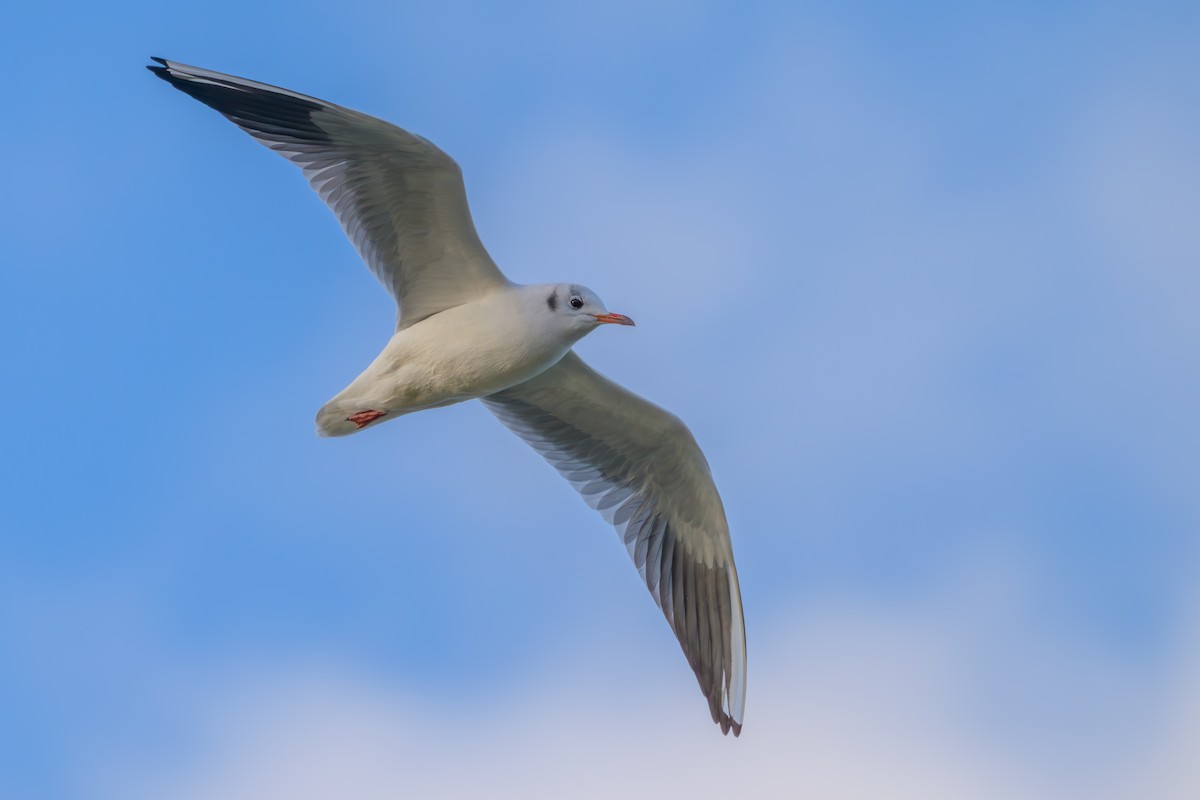 Black-headed Gull - ML646895496