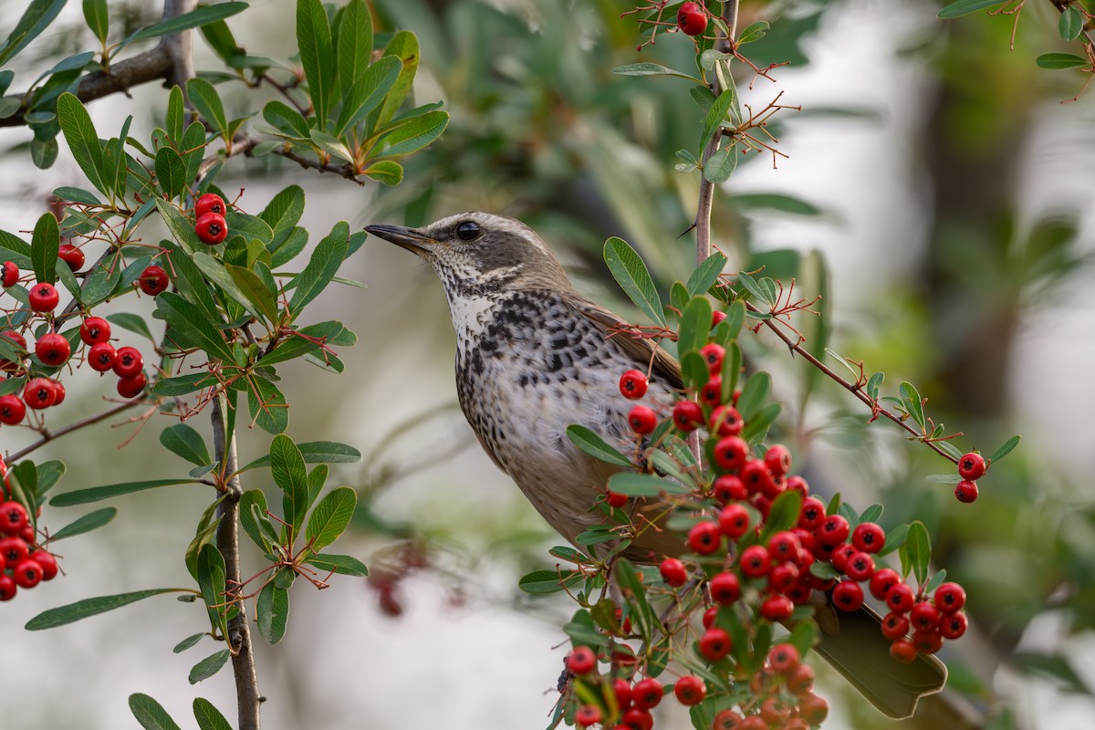 Dusky Thrush - ML646895500