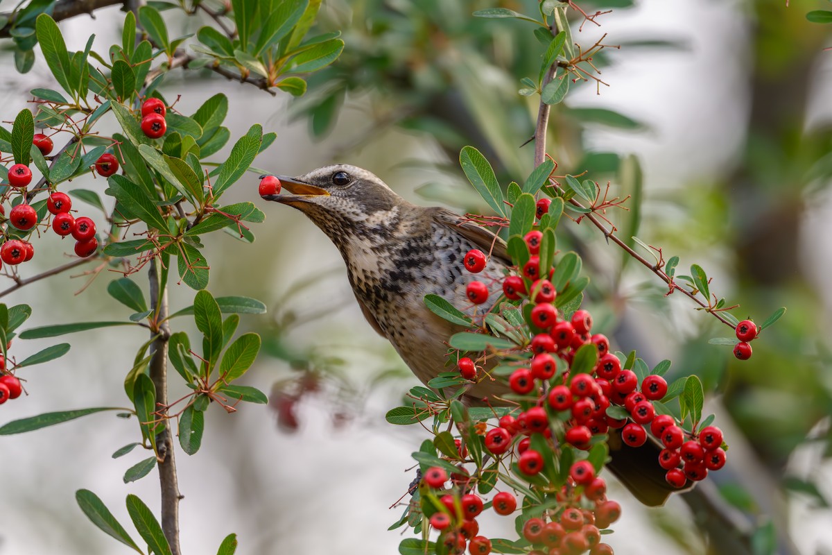 Dusky Thrush - ML646895501